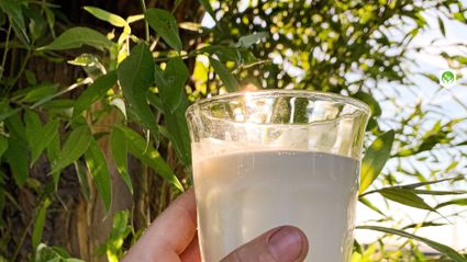 Boerderijautomaat Melktap Harmelen, provincie Utrecht, Groene Hart, hand met glas verse rauwe melk buiten tussen groen blad en boomstam in zomers tegenlicht.