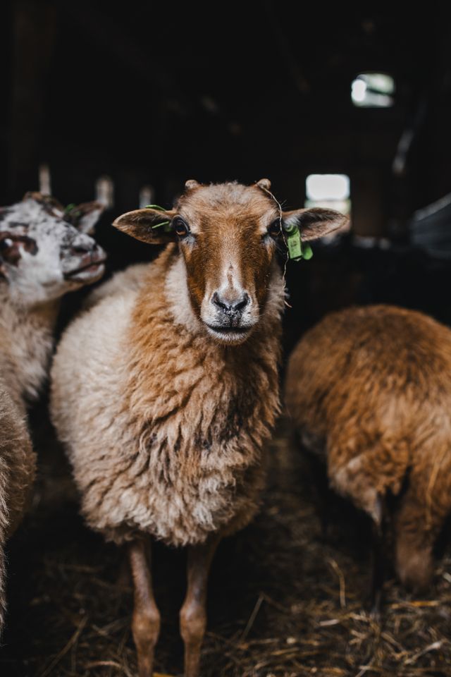 Een bruin schaap staat naast een ander schaap in de schuur en kijkt in de camera.