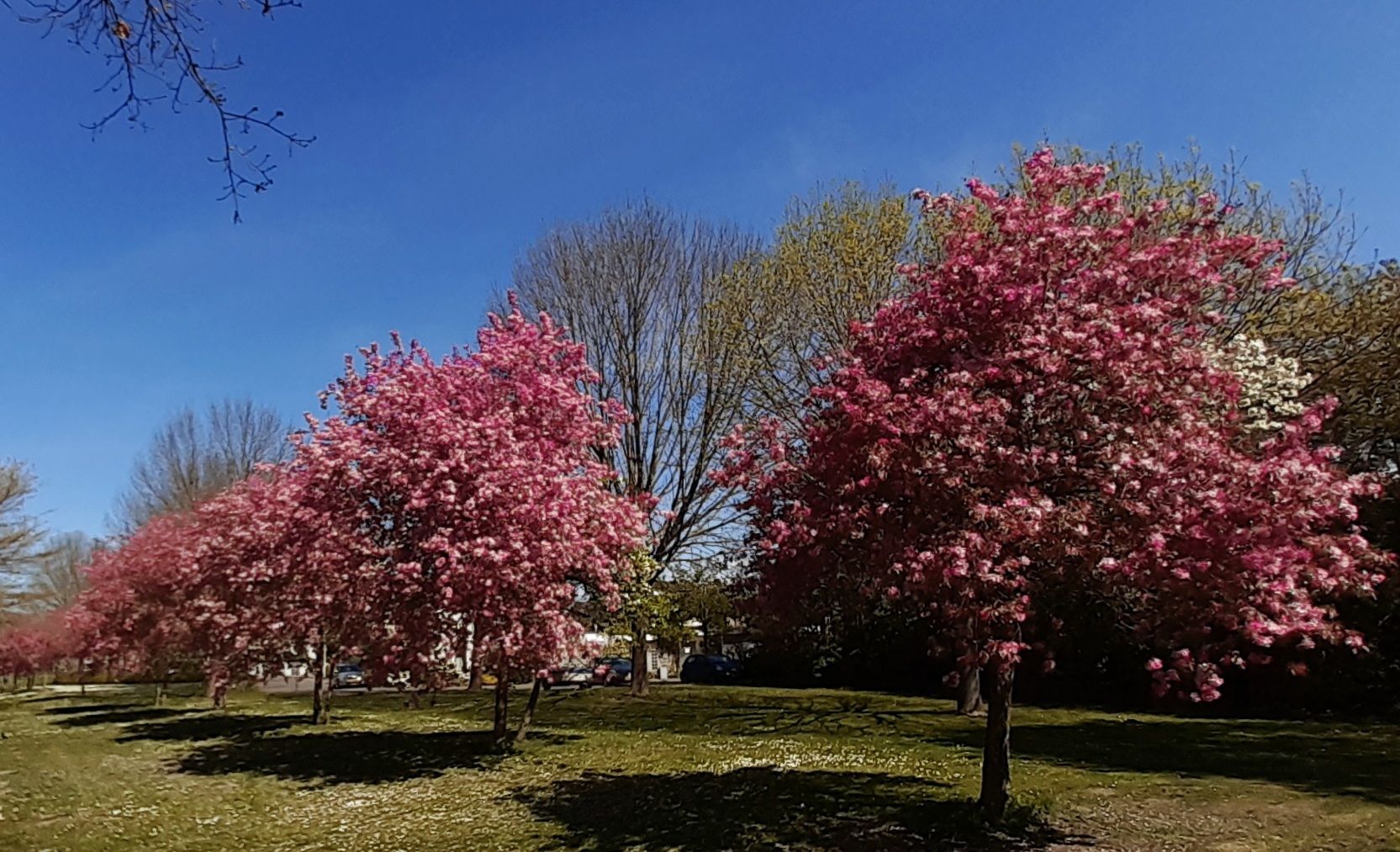 Bloesembomen op de Peelrandbreuk Deurne, Vlierpark