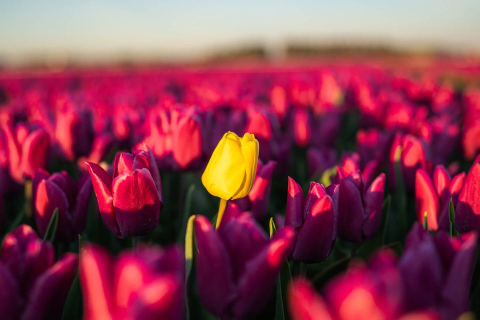 tulpenveld