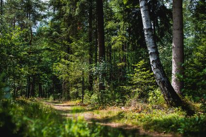 Natuur Bos Bennekom