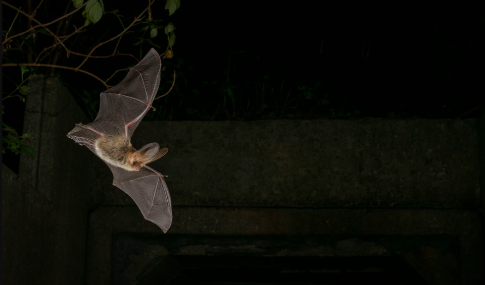 Een vleermuis met gespreide vleugels vliegt in het donker.