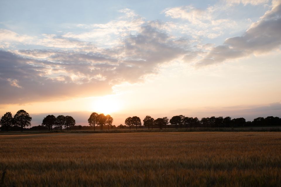 De zonsondergang met een korenveld op de voorgrond.