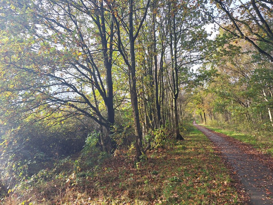 Rolstoelroute bij Fochteloo