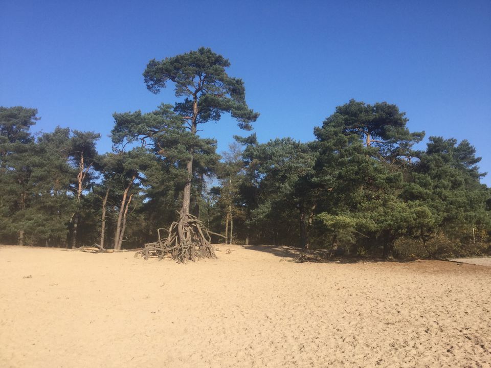 Open zandvlakte in het Panbos bij Bilthoven, omringd door karakteristieke dennen en bos. De foto laat de afwisseling tussen zand, bos en open ruimte in dit natuurgebied zien.