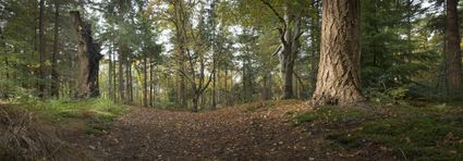 Bos Koloniën van Weldadigheid