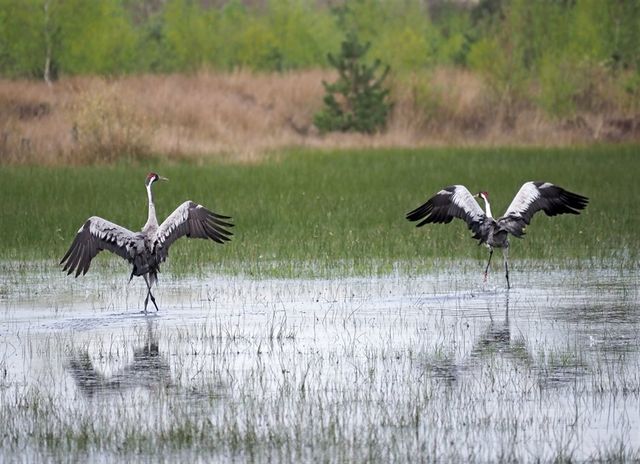 De Kraanvogel in Drenthe.