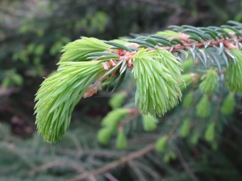 phpdt9153c8g3al1nz23KZ