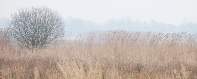 Natuur bij de Geeserstroom in de winter.