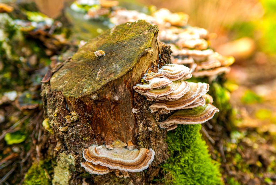 Stockfoto van een Elfenbankje op een afgezaagde boomstam