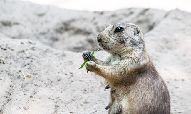 DierenPark Amersfoort prairiehondje - headerfoto