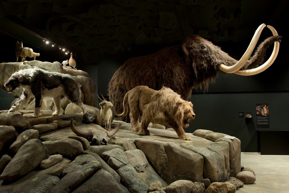 Natuurmuseum Brabant