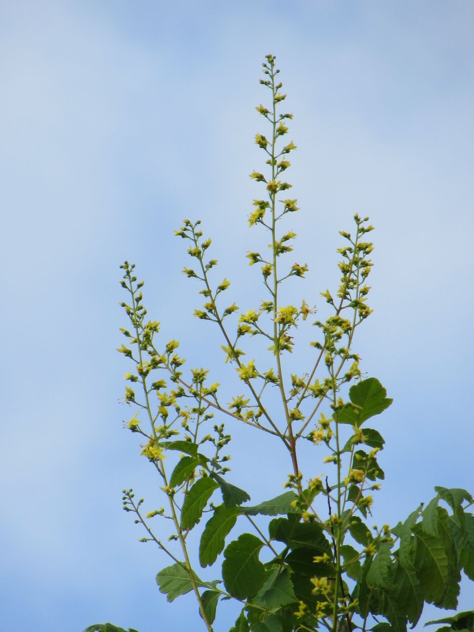 De bloemen van een Chinese vernisboom