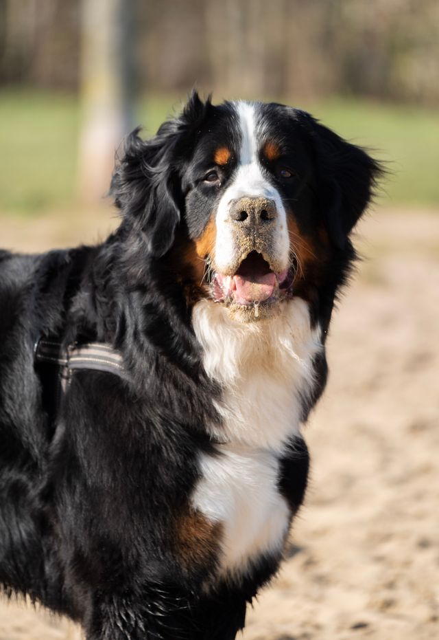 Hond op recreatiegebied