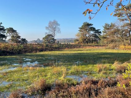 Leersumse Veld