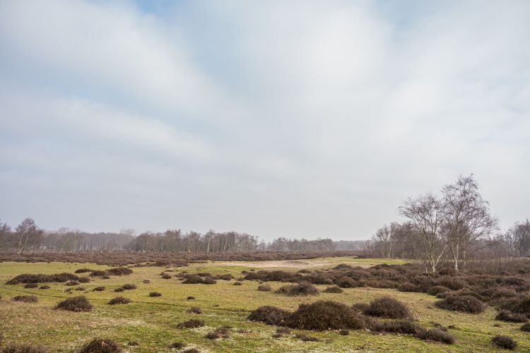Het Gadrabos in Renesse