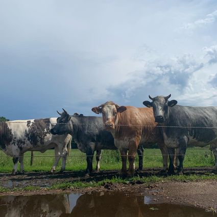 Open Boerderijdag
