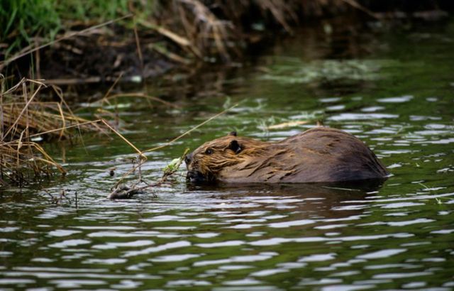Bever in het water