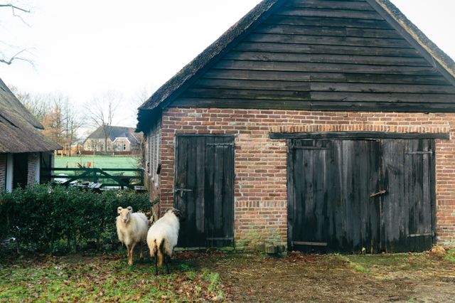 Twee schapen lopen voor een authentieke schuur in een Drents dorp.