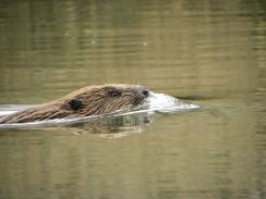 Fluisterend op zoek naar bevers