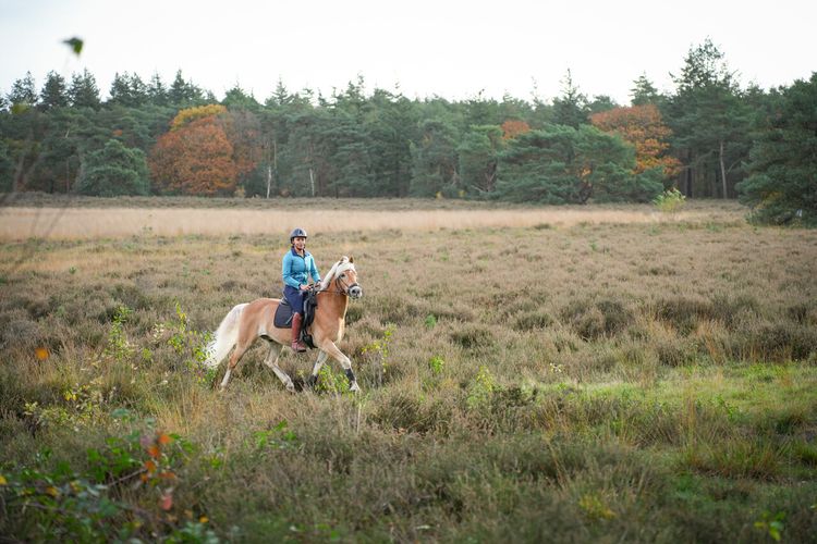 Een ruiter op haar paard in Helmond.