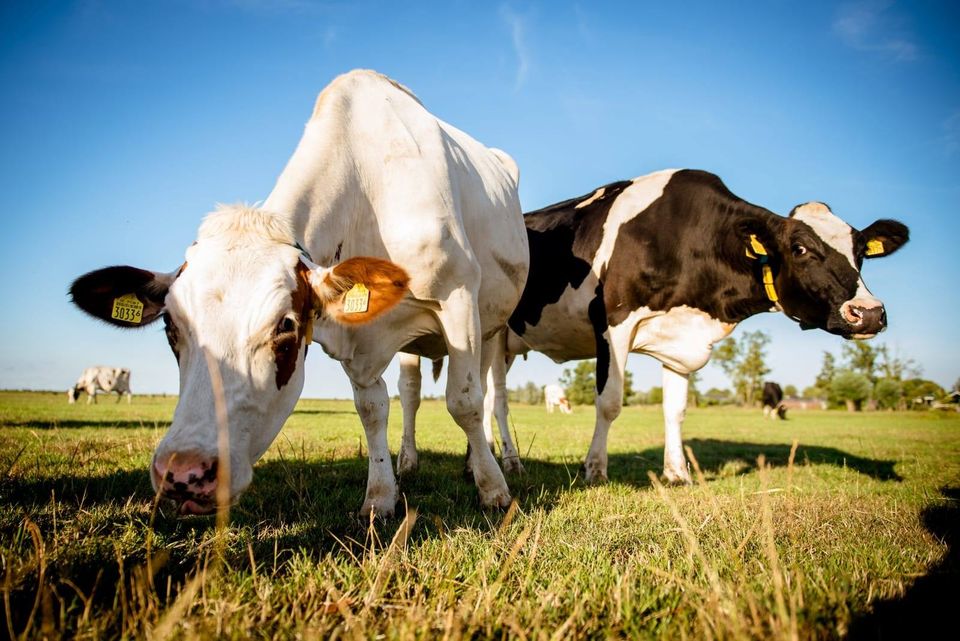 Lente in het Groene Hart: koeien in de wei dichtbij