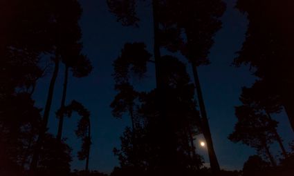 Foto in het donker met bomen in de bossen op de voorgrond en de maan op de achtergrond