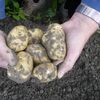vers gerooide aardappelen in Land in Friesland