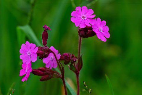 Bloeiende planten-wandeling Smalwater/Kampina