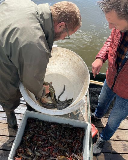 Ton met snoekbaarzen bij restaurant de Dyck
