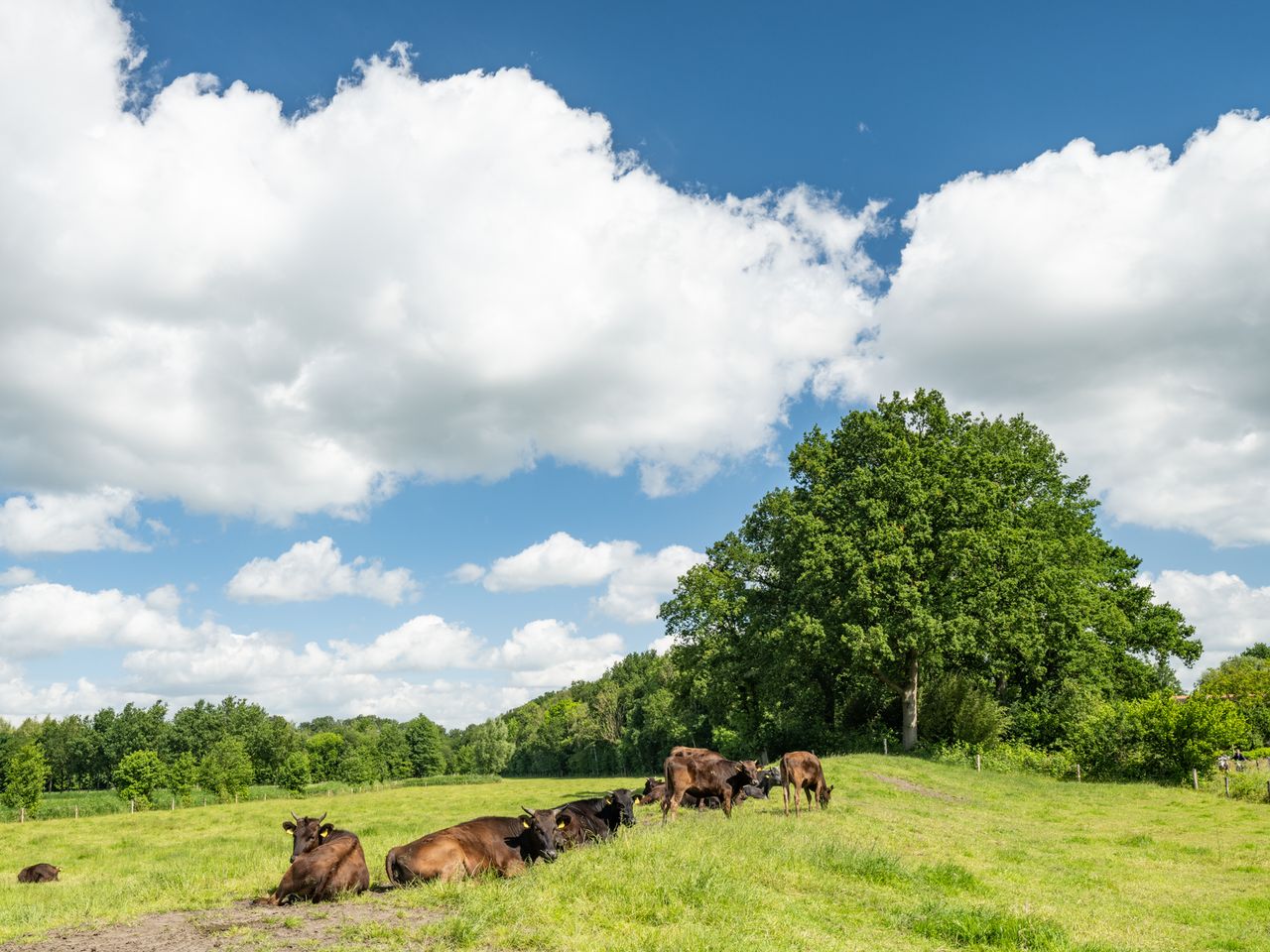 Koeien op de Slaperdijk aan de Grebbelinie