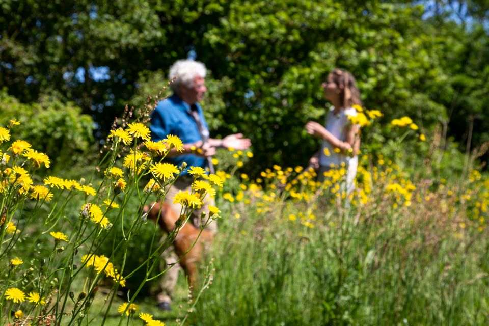 Wiepkje en Fedde wazig in de achtergrond met de lens gefocust op een paar paardebloemen.