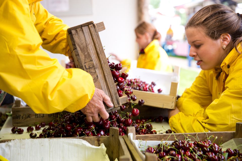 Jonge vrouwen in gele regenjassen sorteren vers geplukte kersen tijdens een streekfestival  kersenplukken in Cothen– ambachtelijke fruitteelt en streekproducten uit de regio Utrecht.
