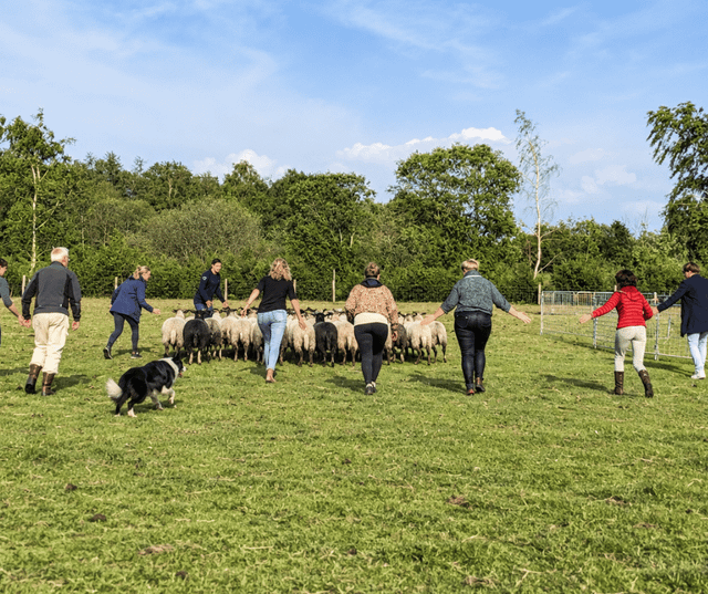 Schapen drijven Holtinger Schaapskudde