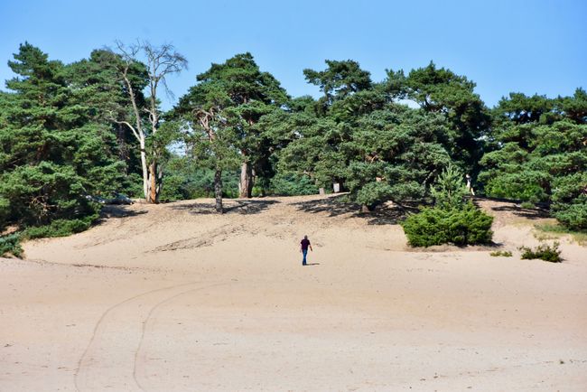 Een man wandelt de zandheuvels van de Soesterduinen op met het groene naaldbos in de achtergrond