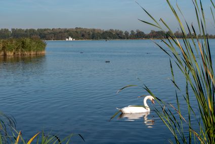 Foto van een zwaan die in het water bij het Noord Aa is.