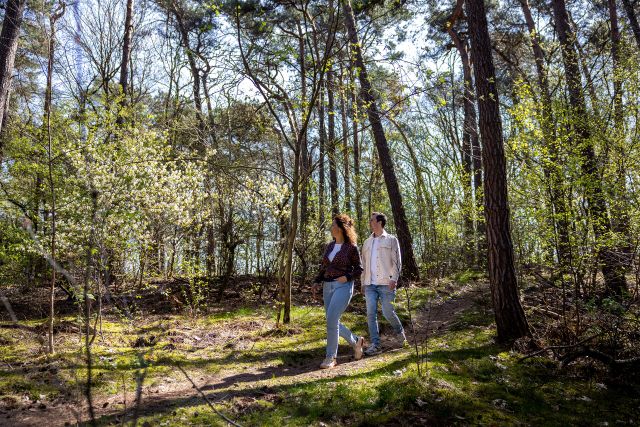 Wandelaars in de bossen bij de Loonse en Drunense Duinen.
