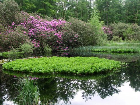 Vennetje met Rododendrons