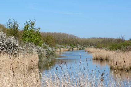 Uitkijkpunt Frans Verabult ligt vlak langs het water, waar verschillende watervogels zijn te zien