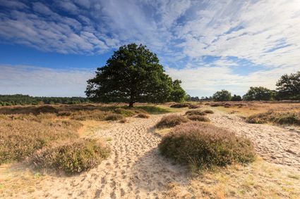 Drouwenerzand © Karla Leeftink-Het Drentse Landschap