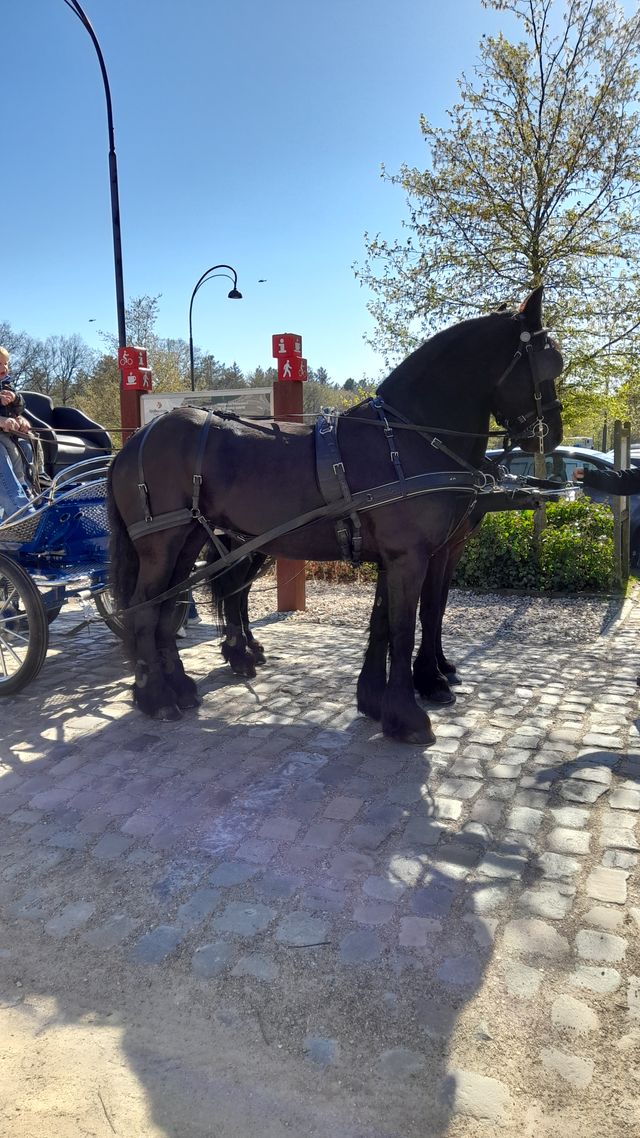 Fries paard voor een wagen