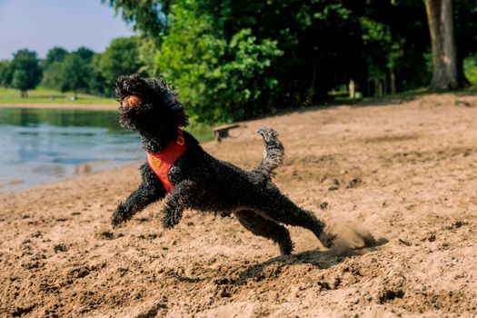 Hond speelt op het strand