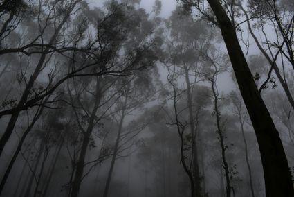 dark forest