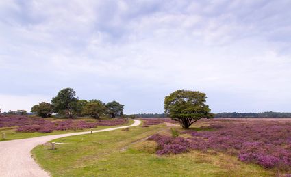 Zuiderheide bij Hilversum