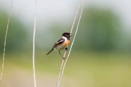 roodborsttapuit in natuurgebied Keent