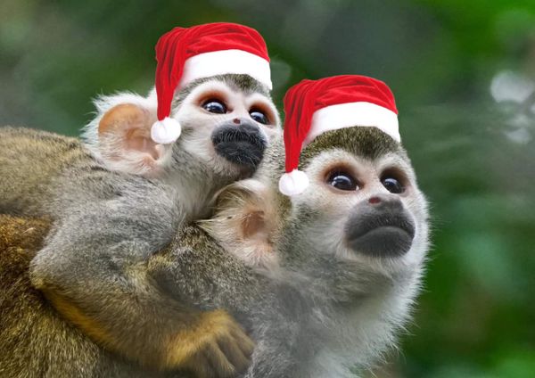 Kerstontbijt bij Best Zoo voor jong en oud 2e Kerstdag