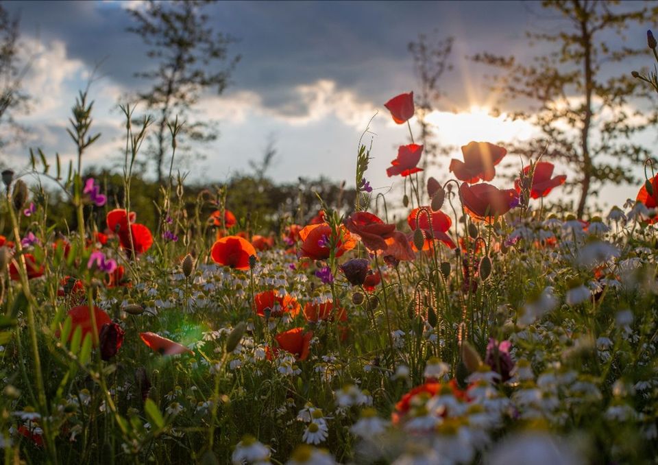 Natuurbegraafplaats Hoeve Ruth - Bloemen en planten
