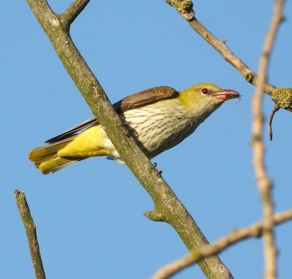 14 april Vogelwandeling Rulse Laarzenpad met IVN Geldrop