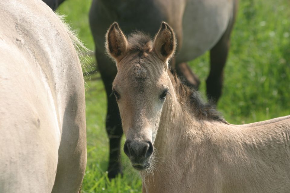 paard - veulen - konikpaard - beuningen