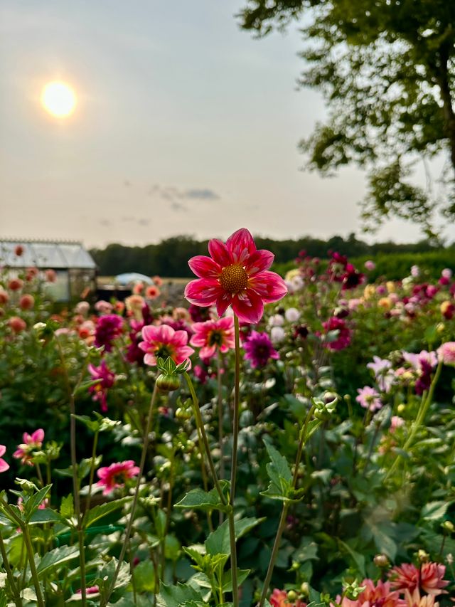 Pluktuin Bloem en Wol